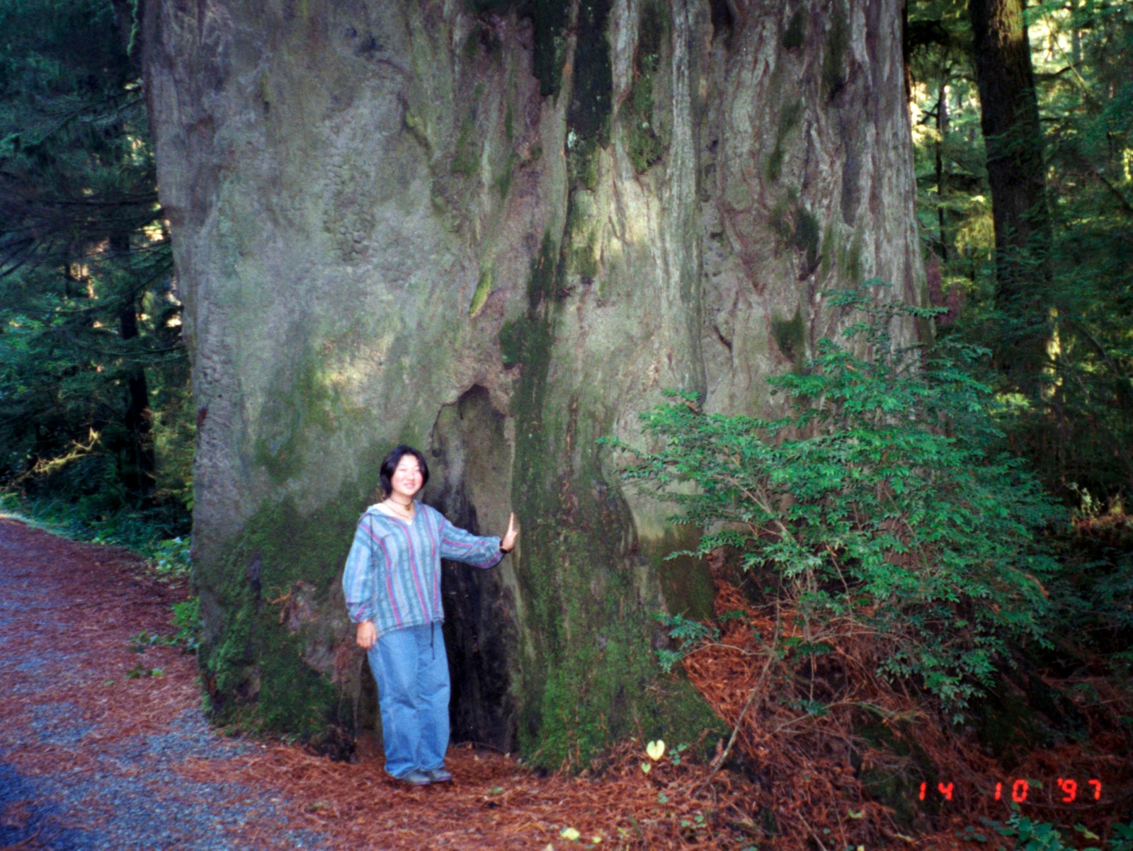 Redwood træ